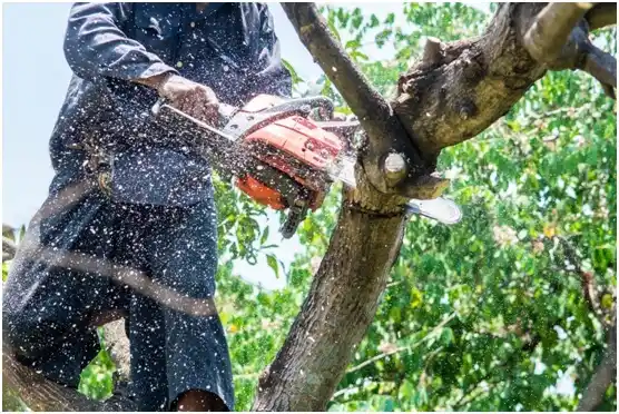 tree services Barranquitas